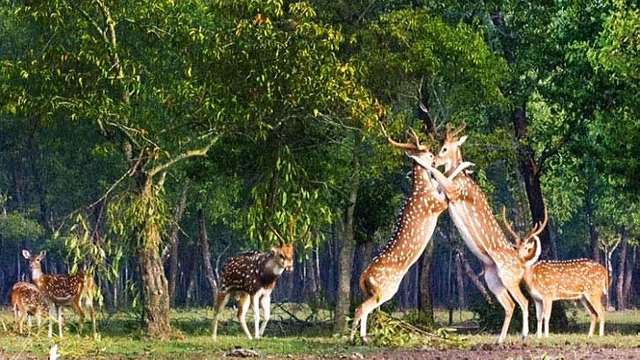 প্রাণীর পথ ও দেশীয় জাত রক্ষায় ঘাটতি, ঝুঁকি মানুষেরও
