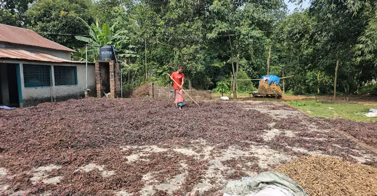 ভেষজ চাষে কোটি টাকার বাজার, গ্রামেই আয়ের সুযোগ