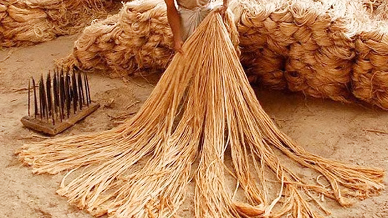 jute-golden-fiber.jpg