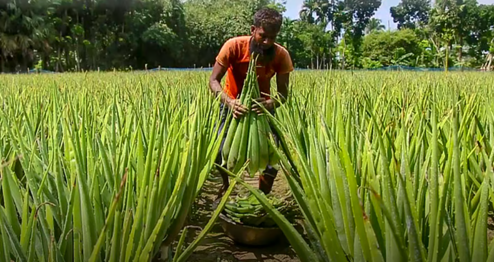 ভেষজ ২.png